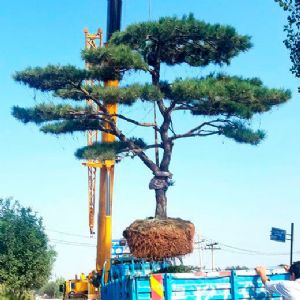 裝車(chē)現(xiàn)場(chǎng)