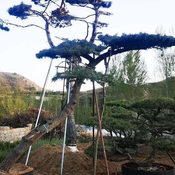 春暖花開，造型黑松需要什么？做好三點保全年