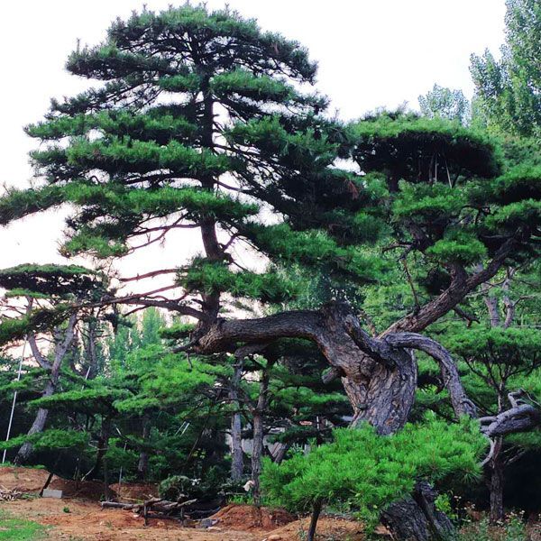 做好造型黑松的種植管理很關鍵，那么造型黑松該如何種植管理，您知道嗎？
